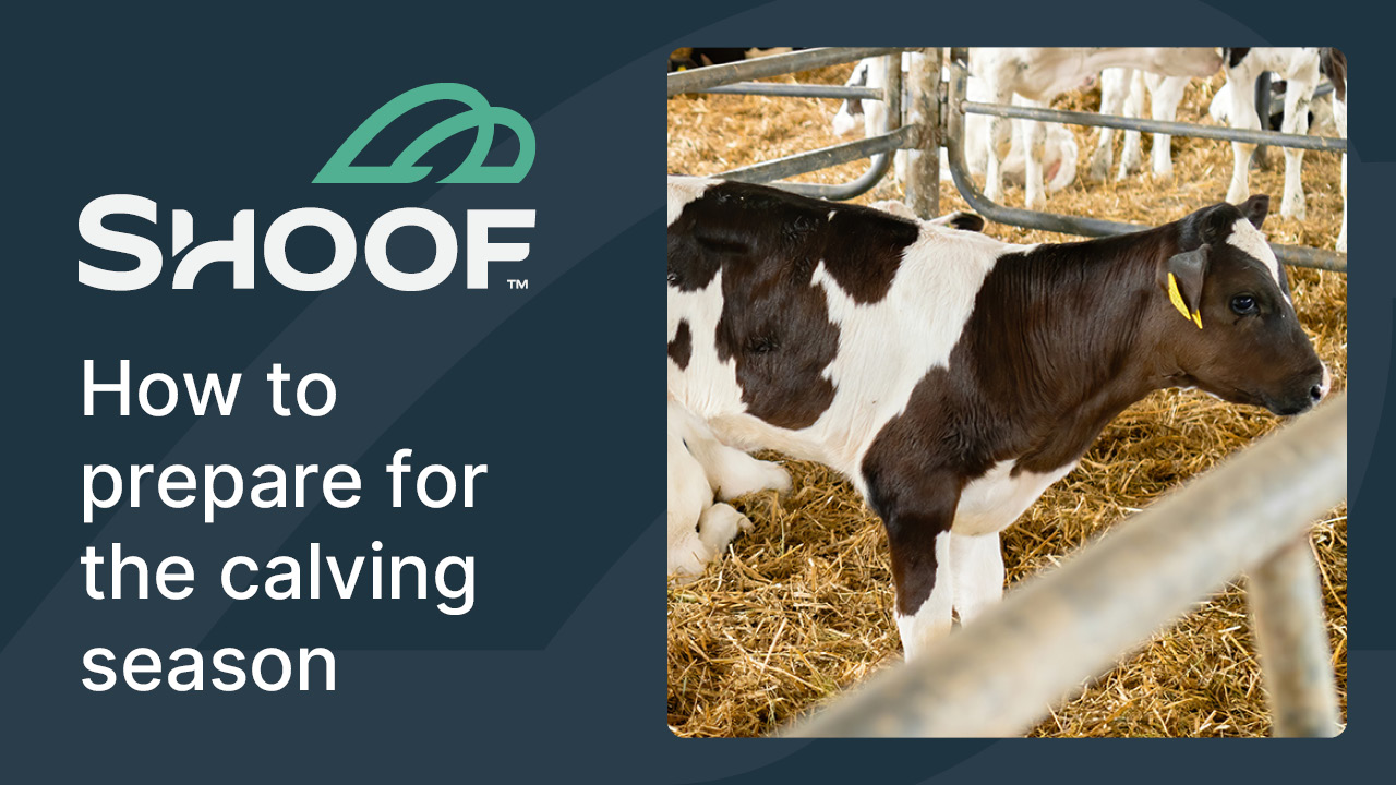 Calving Preparation