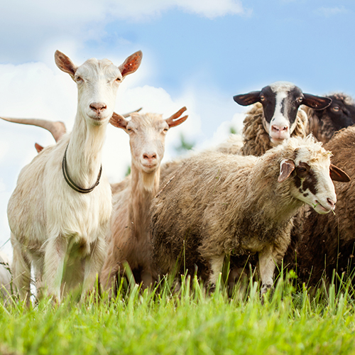 Sheep & Goat